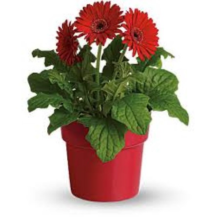 Gerbera Daisy